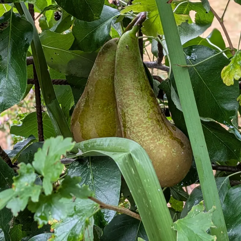 Bomenlaag permacultuur