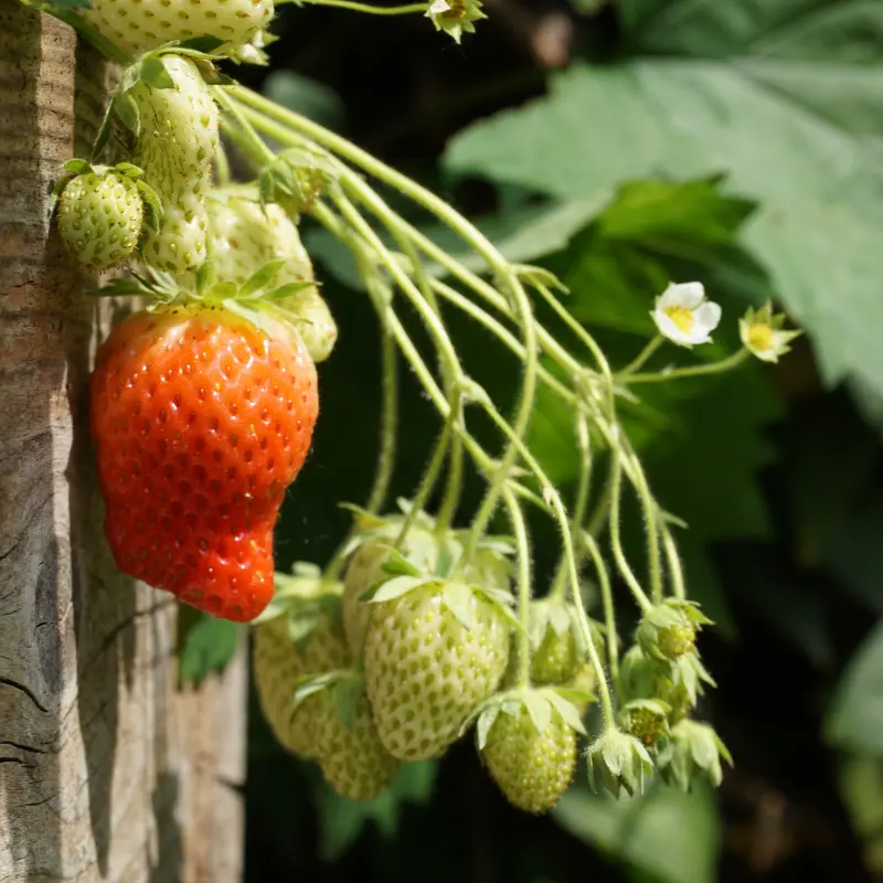 struiklaag permacultuur