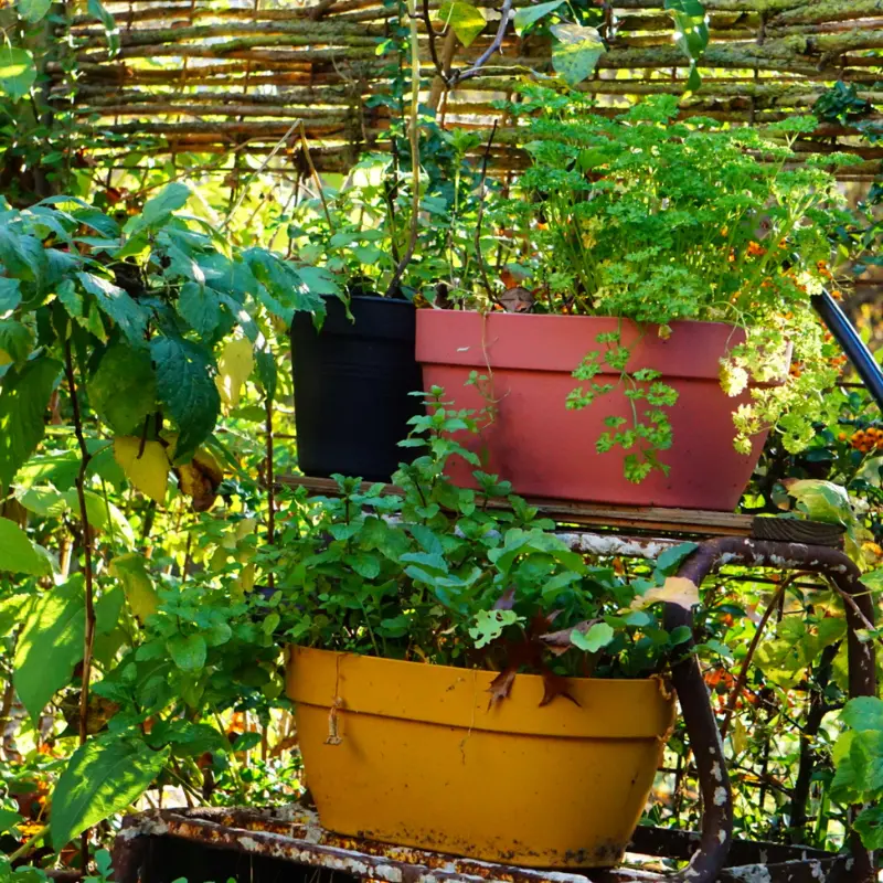 Kruidlaag permacultuur