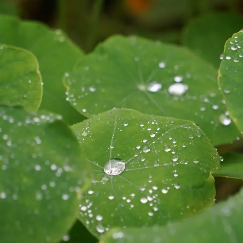 bodembedekking permacultuur