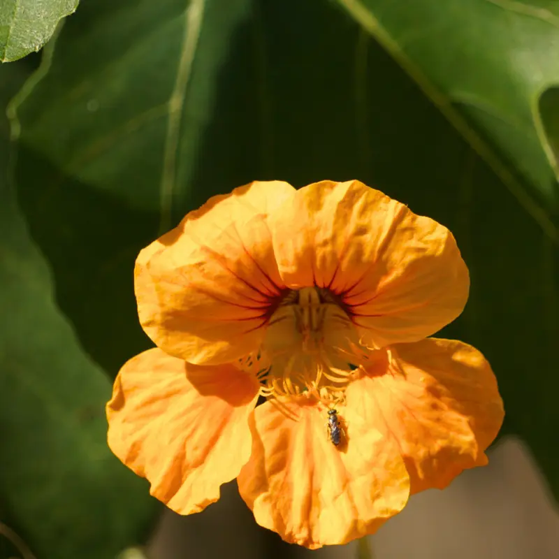 Klimlaag permacultuur