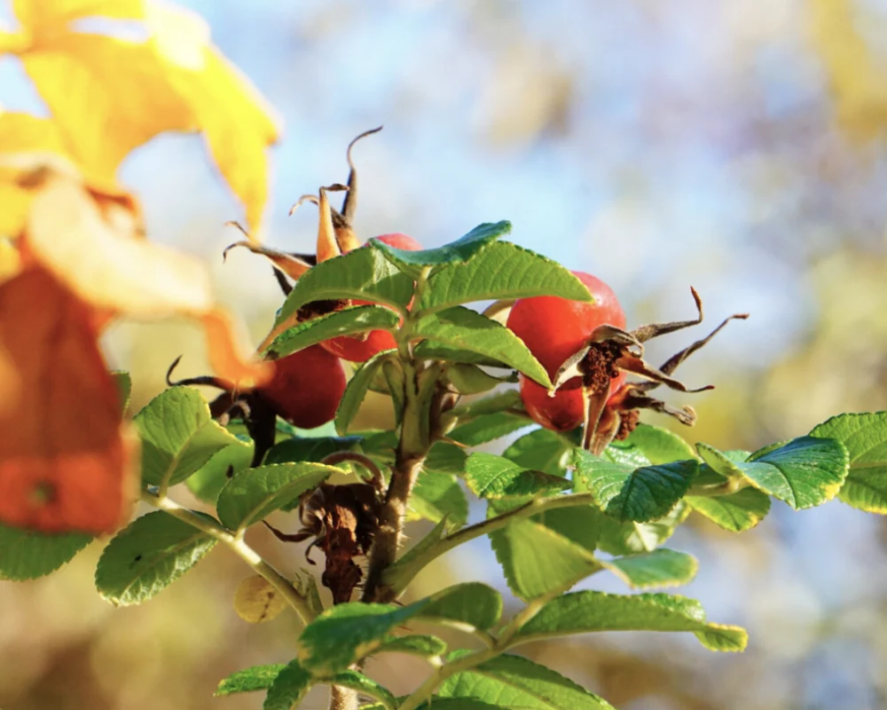 de voordelen van permacultuur