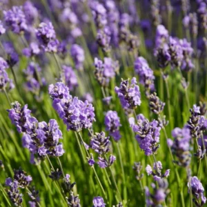 Lavendel