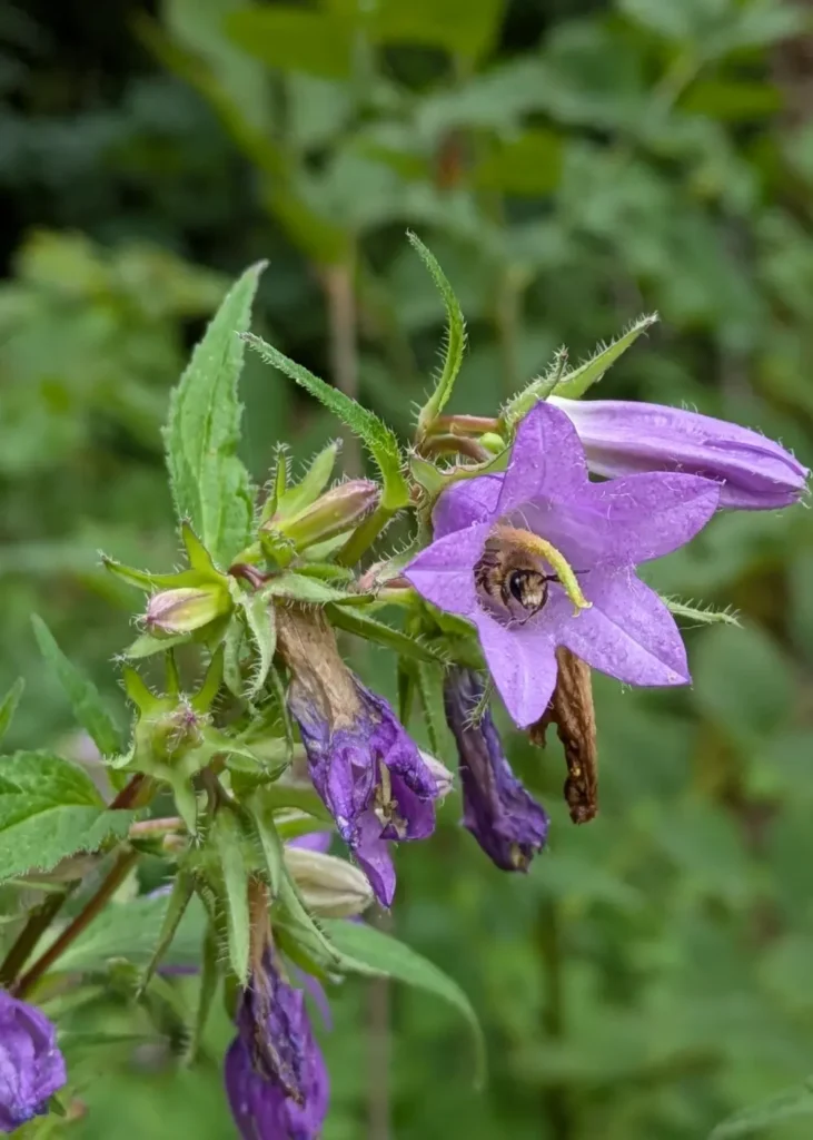 Ruige klokjesbloem (Campanula) met een bij in de bloem