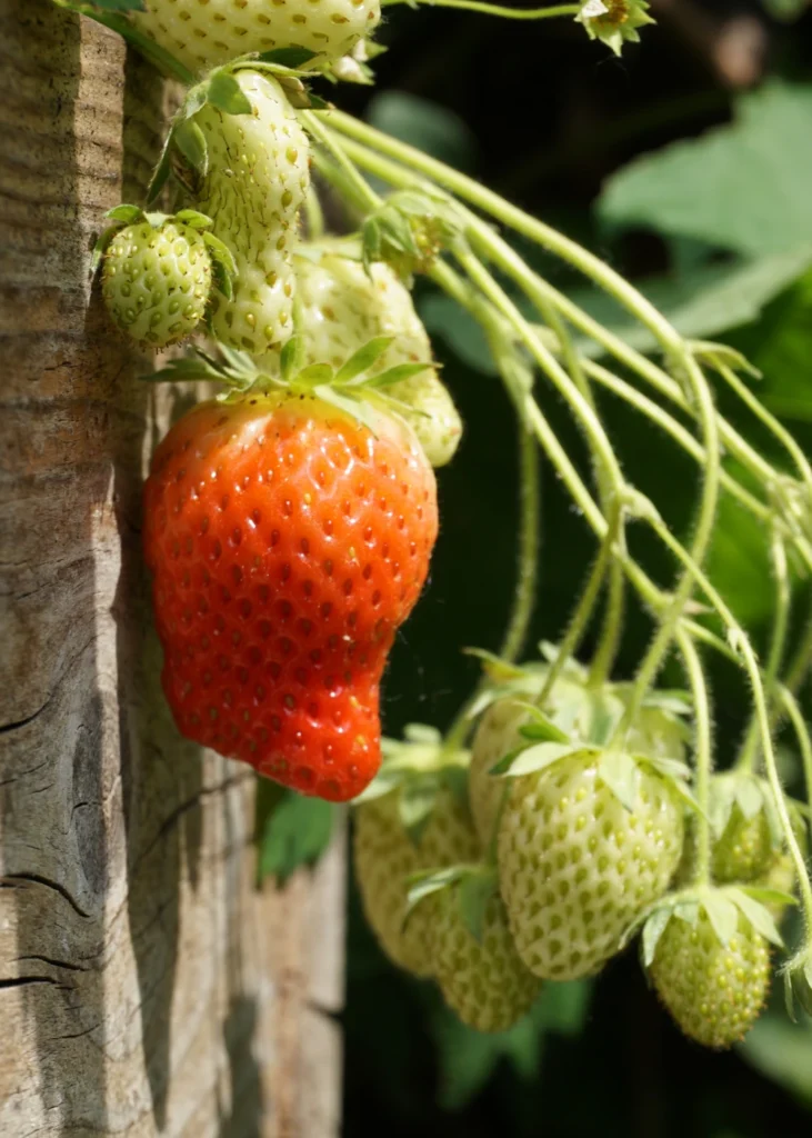 eetbare tuin aardbeien