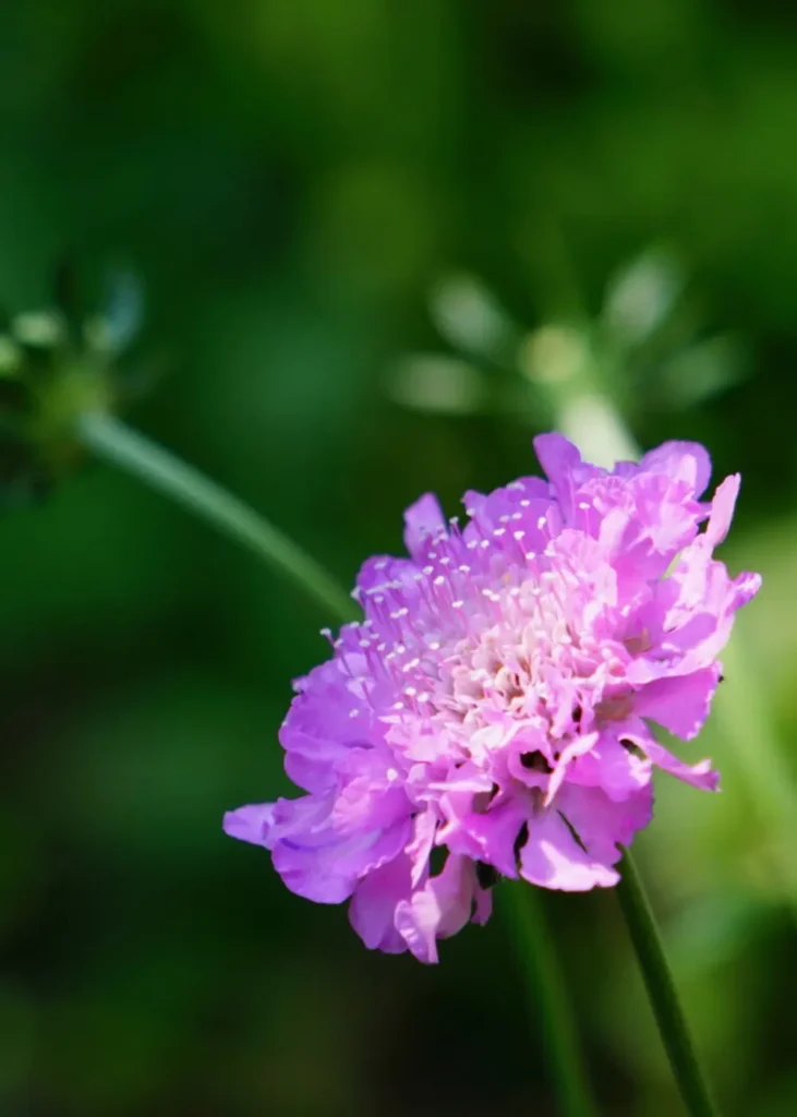 pluktuin smaakvol groen
