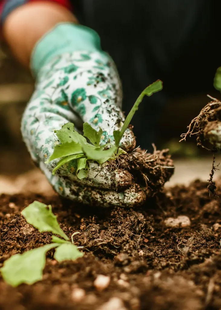 Tuinaanleg met hoveniers