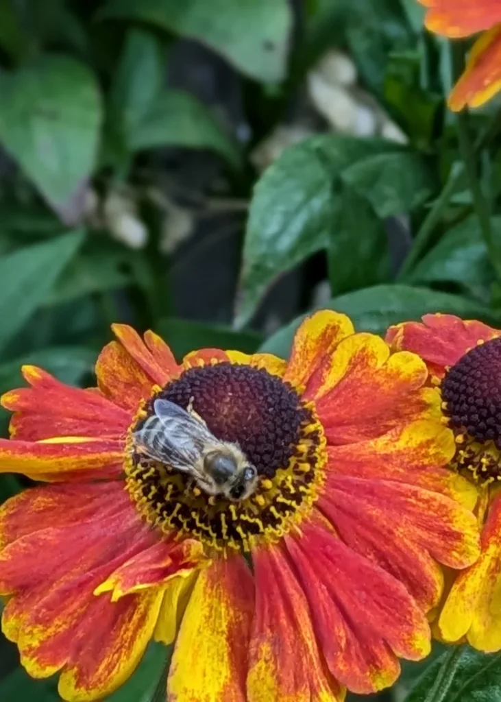 biologische tuin smaakvol groen