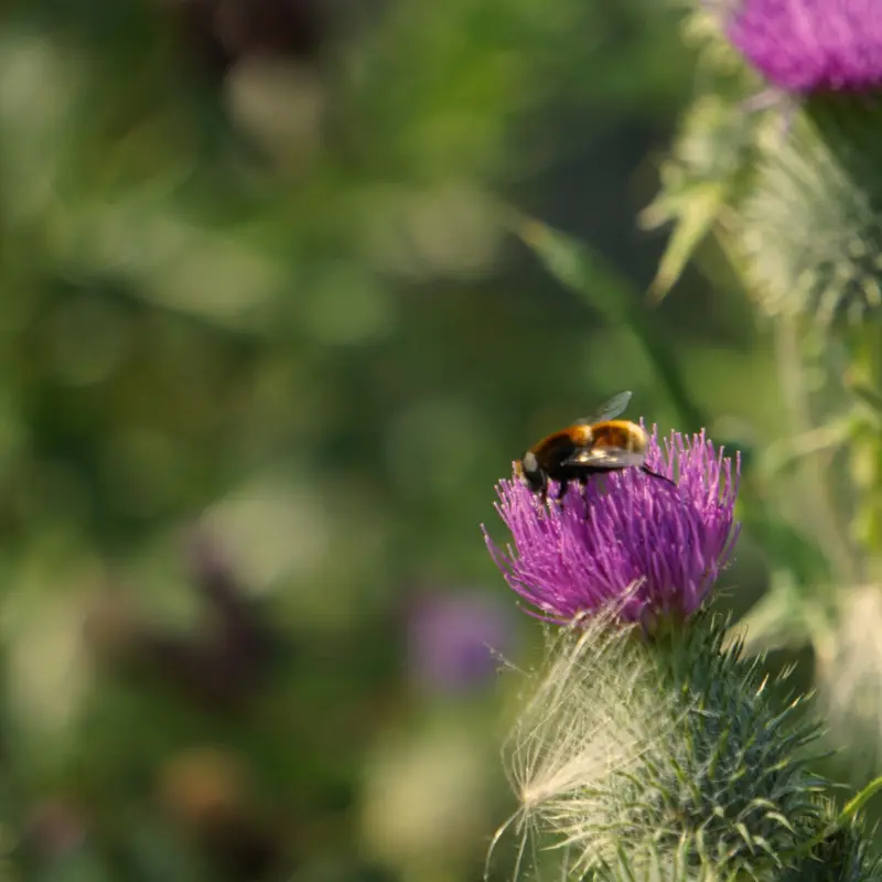 missie visie smaakvol groen