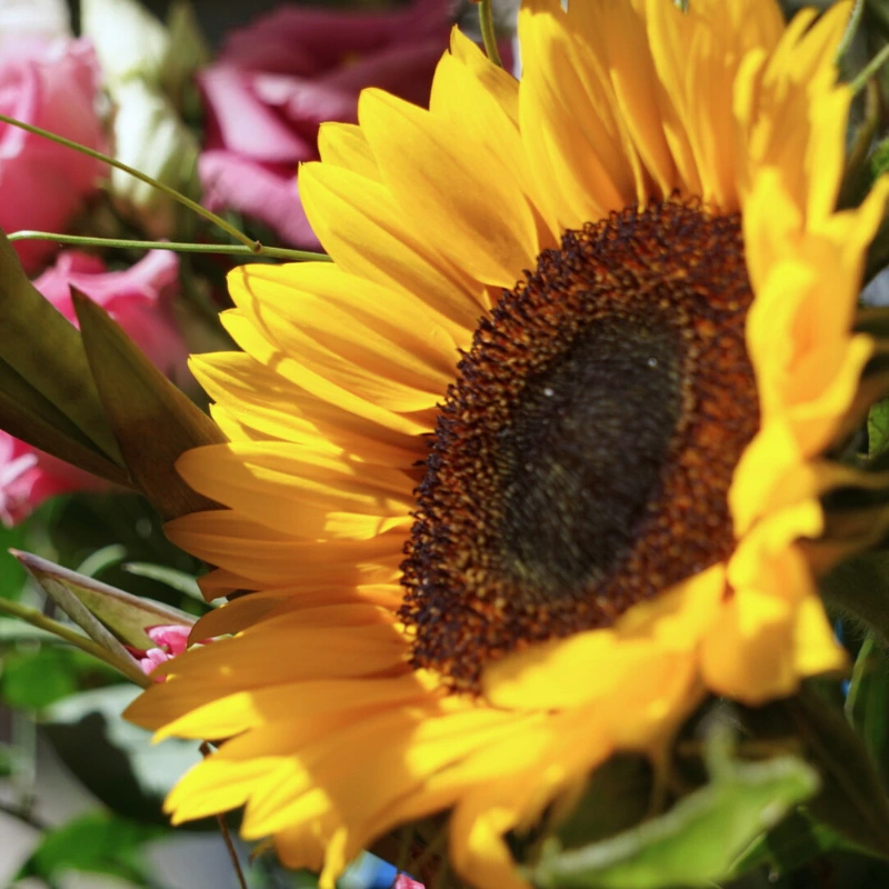 tuinontwerp tuinadvies