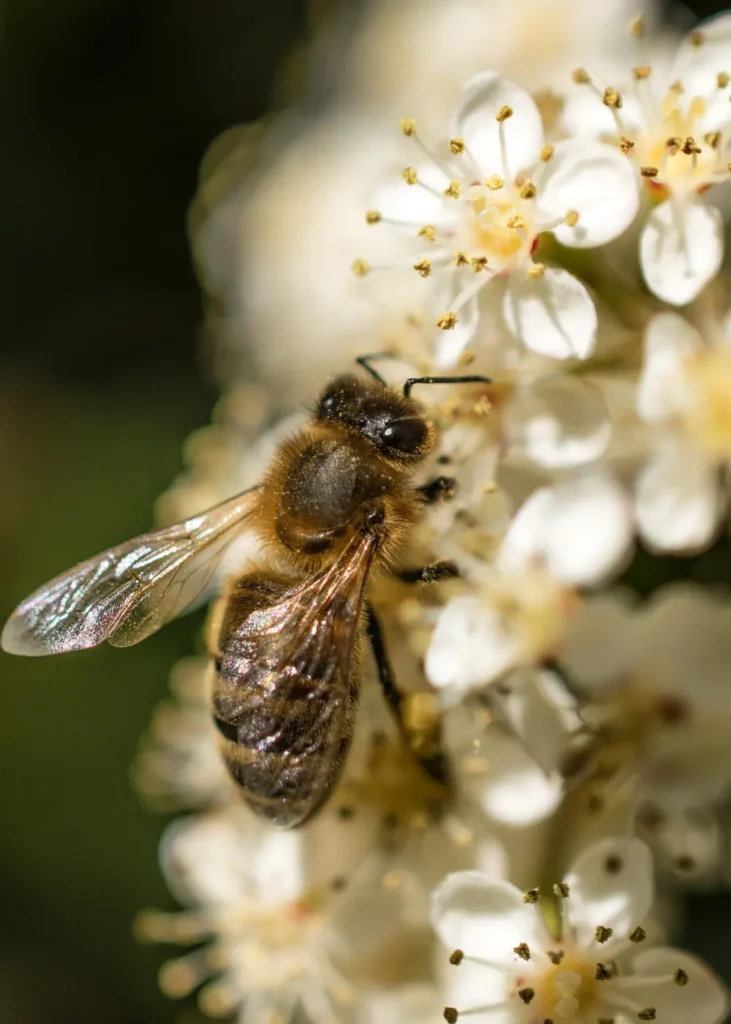 ecologische tuin met bijen