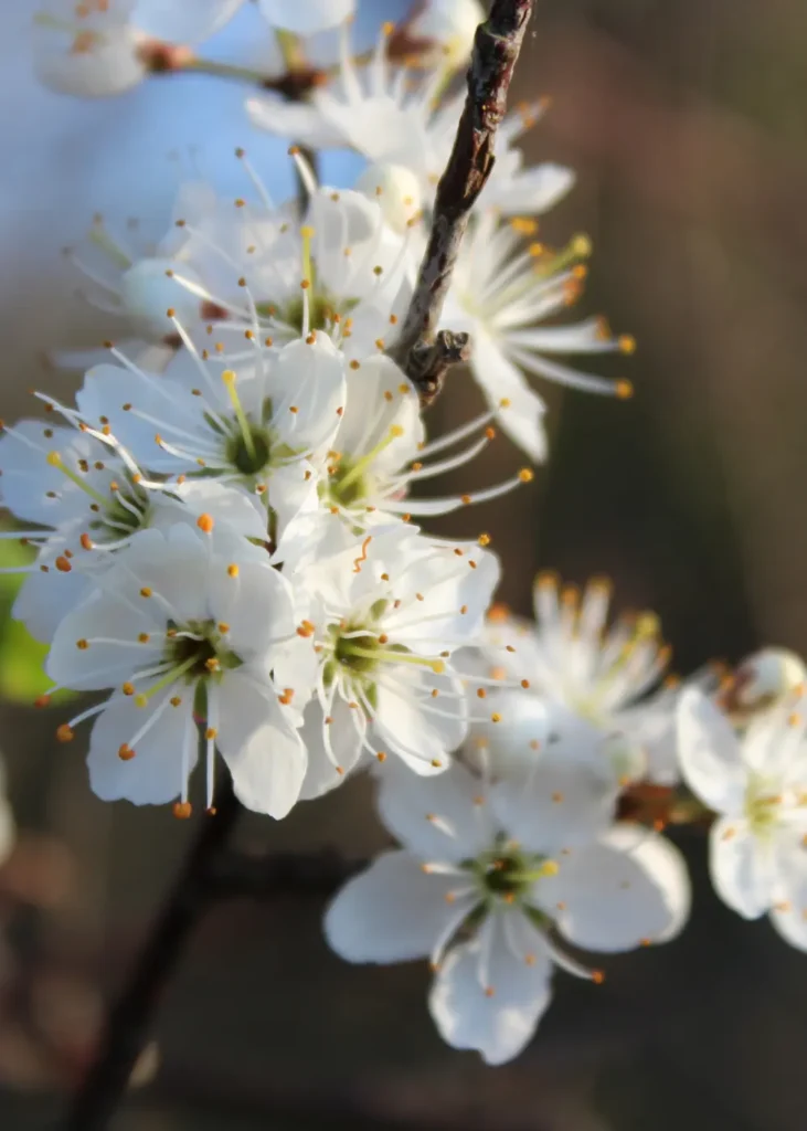 sleedoorn ecologische tuin